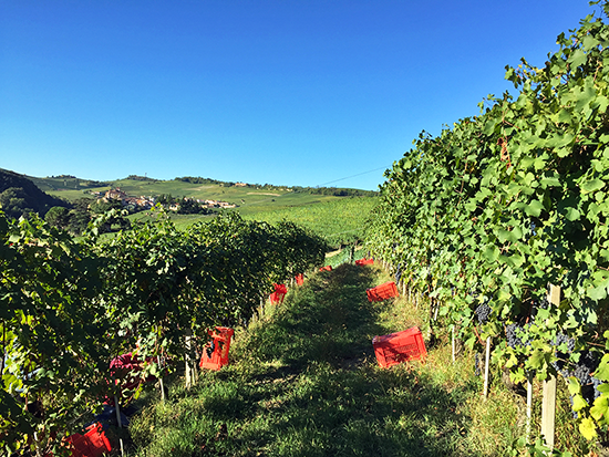 Barolo Cannubi Vigna