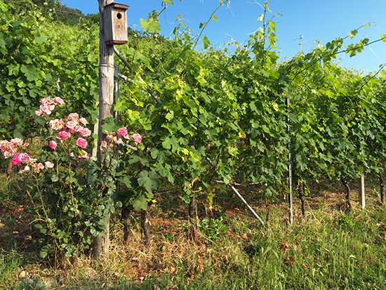 Barbera d'Alba Vigne