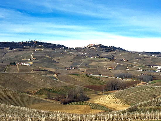 Dolcetto d'Alba Vigne